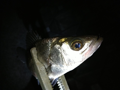 雨あとのシーバス！アジ！