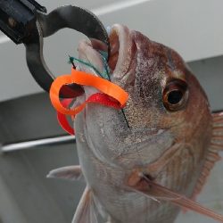 ナナマル出現！海豚にてタイラバ！