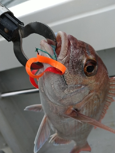 ナナマル出現！海豚にてタイラバ！