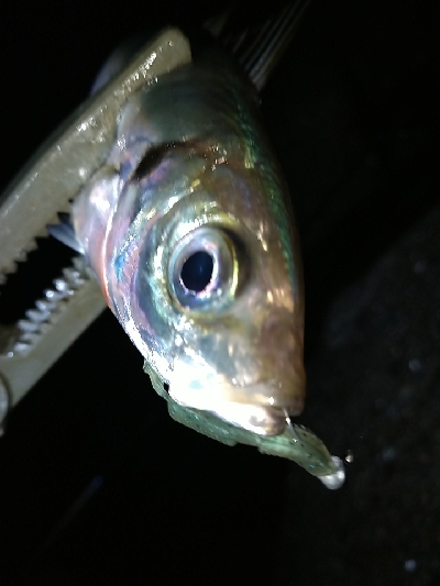 淡路島アジング絶好調！