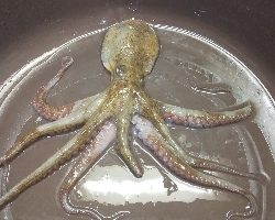 明日は雨やから