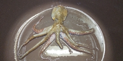 明日は雨やから