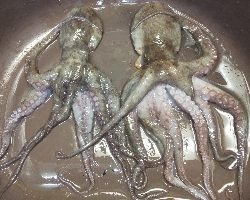 激シブですが何とか