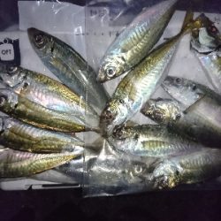 泉南フロートアジング