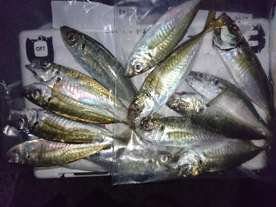 泉南フロートアジング