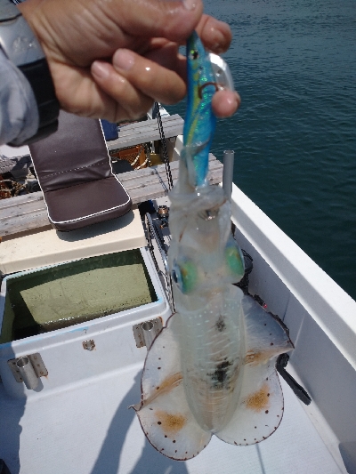 梅雨の晴れ間にボートエギング