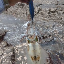 出張でちょっとだけエギング