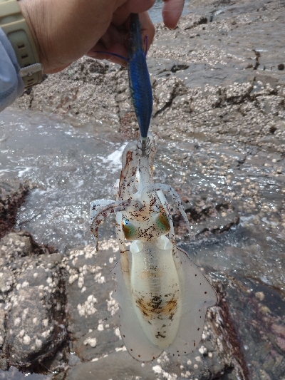 出張でちょっとだけエギング