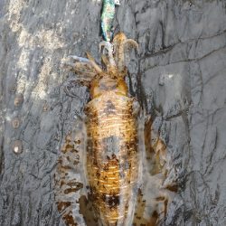 対馬エギング釣果