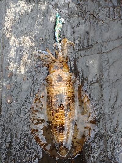 対馬エギング釣果