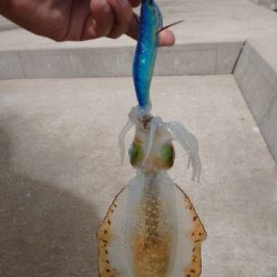 対馬なんですけどね