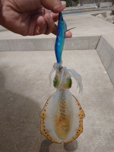 対馬なんですけどね