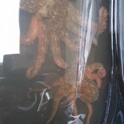 なんとか２杯、ばらしも２杯