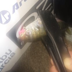 雨の止み間にアジング