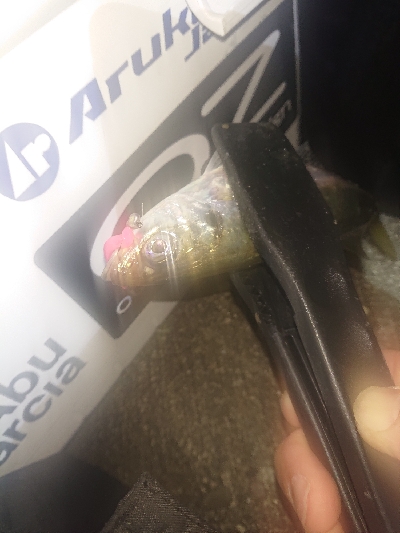 雨の止み間にアジング