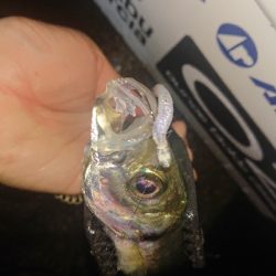 アジのサイズupを目指して