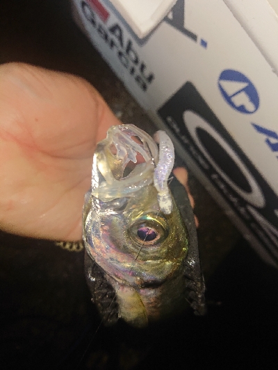 アジのサイズupを目指して