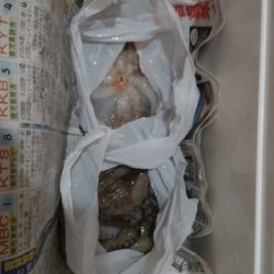 夕涼みフィッシング