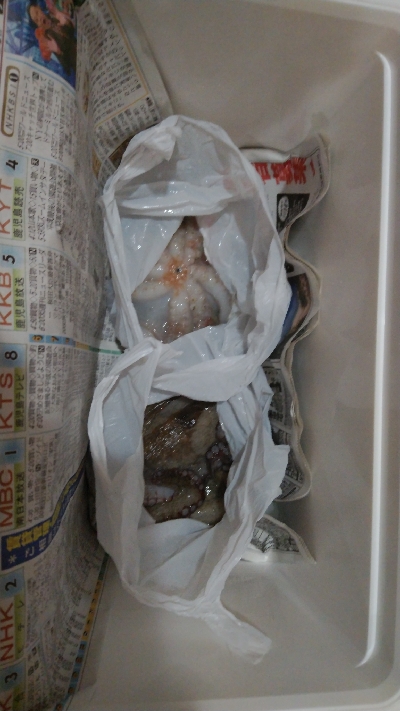 夕涼みフィッシング