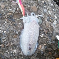 大雨後でも釣れてます