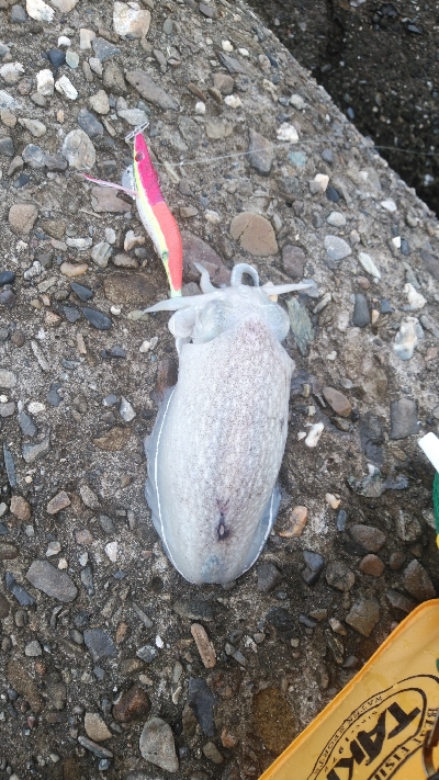 大雨後でも釣れてます