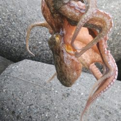 今期は良い型が揃ってます