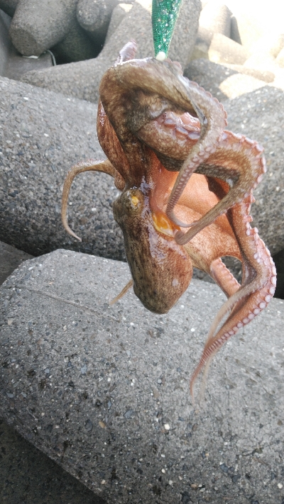 今期は良い型が揃ってます