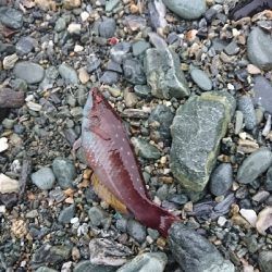 3連休最終日、迷いの釣りに成果なし…