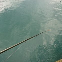 ボイル祭りに遭遇!!良型トップシーバスゲット!!