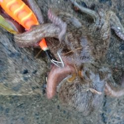 仕事終わりにタコング!!