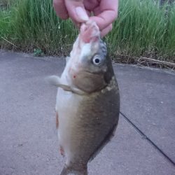 土用丑の日を前に鰻を釣った！！