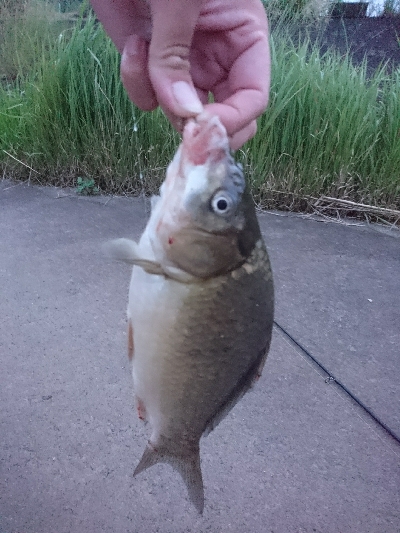 土用丑の日を前に鰻を釣った！！