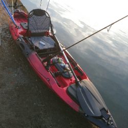 初カヤックフィッシングで、チヌ釣果！&リリース