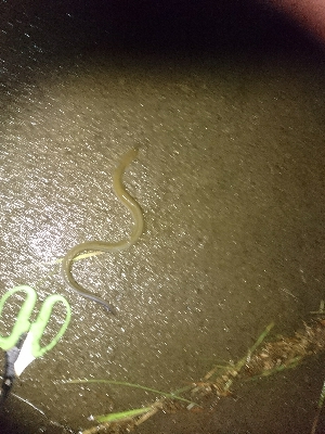ペットボトル仕掛けで鰻釣り