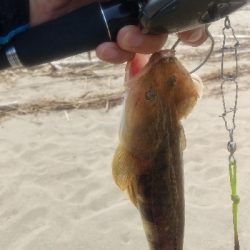 シーバスのボウズ逃れに