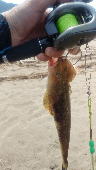 シーバスのボウズ逃れに