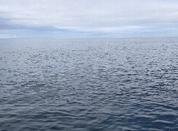 ジグvsトップ検証！朝一青物ゲット！！