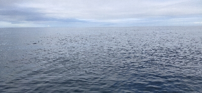 ジグvsトップ検証！朝一青物ゲット！！