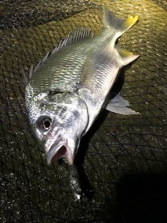 ヌーチー様、キビレーヌ様