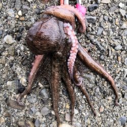 大荒れ後のオクトパッシング