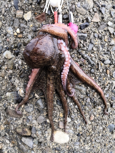 大荒れ後のオクトパッシング