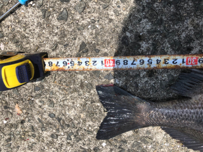 1本満足〜1本満足〜ッ♫！