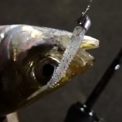 アジング練習 161