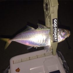 体高もあり、良く引く〜！