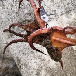 梅雨の合間にオクトパッシング