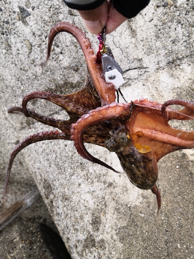 梅雨の合間にオクトパッシング