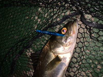 チーバスの活性が高い