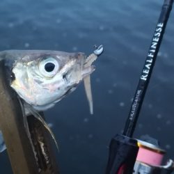 アジング練習 162