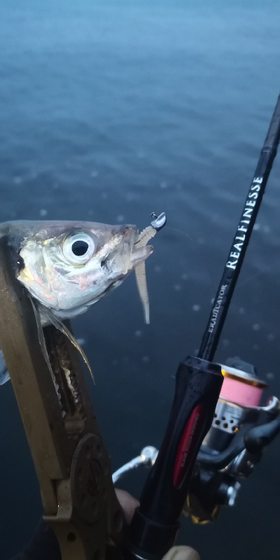 アジング練習 162