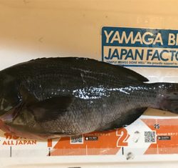 ツユグレリベンジ